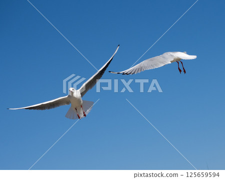 天王川公園的黑頭鷗 125659594