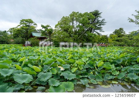 Genji Pond at Tsurugaoka Hachiman-gu Shrine in Kamakura, Japan 125659607