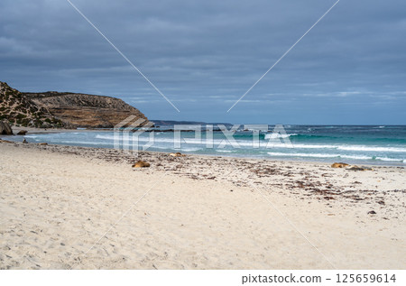 Seals resting on the sandy beach of Seal Bay, in Kangaroo Island, Australia Seals resting on the sandy beach of Seal Bay, in Kangaroo Island, Australia 125659614