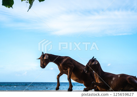 Goat standing on a wall, Malenge Island, Togian Archipelago, Sulawesi, Indonesia Goat standing on a wall, Malenge Island, Togian Archipelago, Sulawesi, Indonesia 125659627