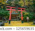 Iwato落葉神社的銀杏 125659635