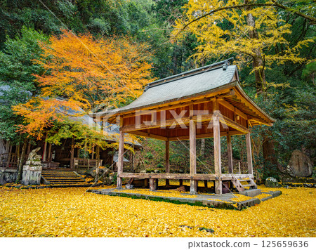 Iwato落葉神社的銀杏 125659636