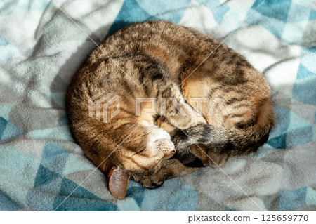 tabby cat peacefully curled up in ball on soft blue and gray blanket, sleeping under warm sunlight, cozy, serene moment of feline relaxation and comfort, pet love and care 125659770