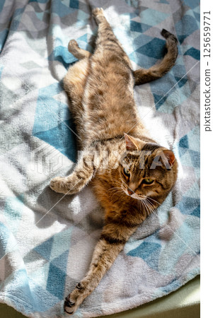 relaxed tabby striped cat with green eyes stretching out lazily on a cozy patterned blanket, basking in the sunlight, observing the surroundings with calm and curious expression relaxed tabby striped cat with green eyes stretching out lazily on a cozy patterned blanket, basking in the sunlight, observing the surroundings with calm and curious expression 125659771