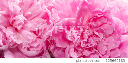 Close up of blooming peony petals in rich pink tonesImage may be use for spa ads, Soft light. Close up of blooming peony petals in rich pink tonesImage may be use for spa ads, Soft light. 125660183