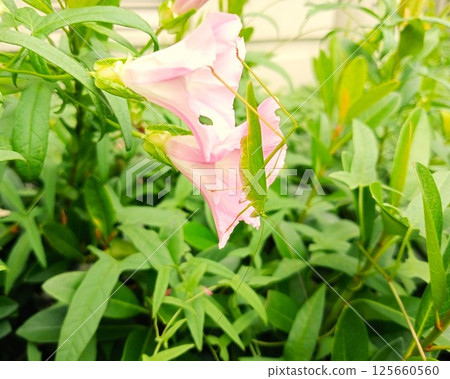 Grasshopper in the garden 2 125660560
