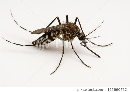 mosquito 125660712