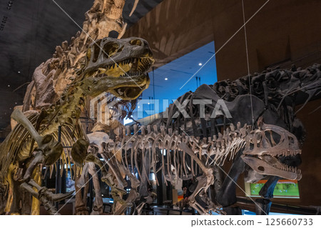 Dinosaur fossil Dinosaur fossil 125660733