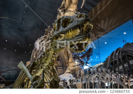 Dinosaur fossil Dinosaur fossil 125660735