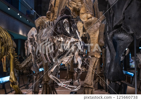 Dinosaur fossil Dinosaur fossil 125660738