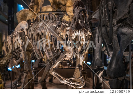 Dinosaur fossil Dinosaur fossil 125660739
