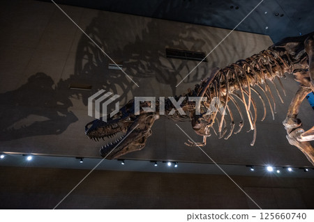 Dinosaur fossil Dinosaur fossil 125660740
