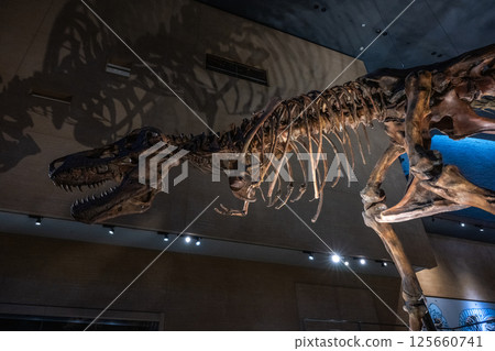 Dinosaur fossil Dinosaur fossil 125660741