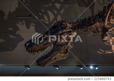 Dinosaur fossil Dinosaur fossil 125660743