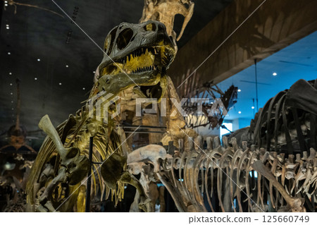 Dinosaur fossil Dinosaur fossil 125660749