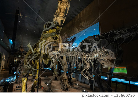 Dinosaur fossil 125660750
