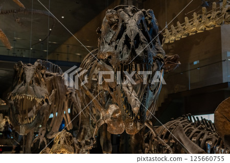 Dinosaur fossil Dinosaur fossil 125660755
