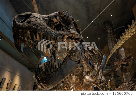 Dinosaur fossil 125660763