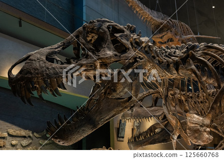 Dinosaur fossil Dinosaur fossil 125660768