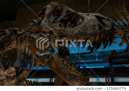 Dinosaur fossil 125660779