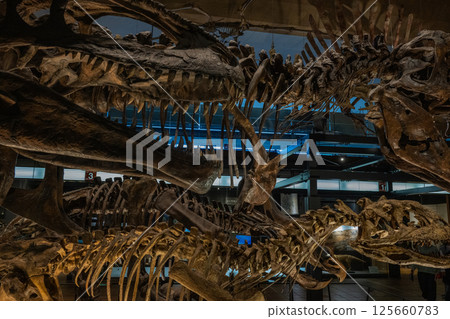 Dinosaur fossil 125660783
