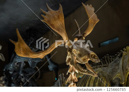 Dinosaur fossil Dinosaur fossil 125660785