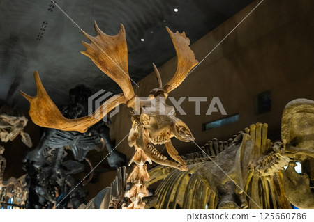 Dinosaur fossil Dinosaur fossil 125660786