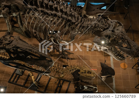 Dinosaur fossil Dinosaur fossil 125660789