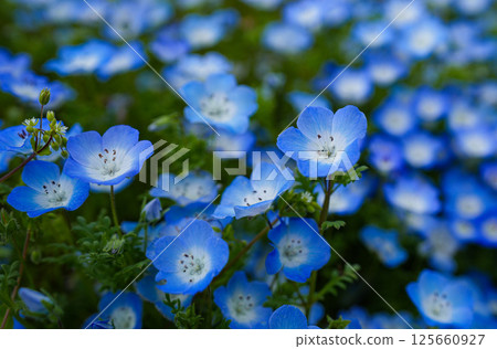 Nemophila Nemophila 125660927