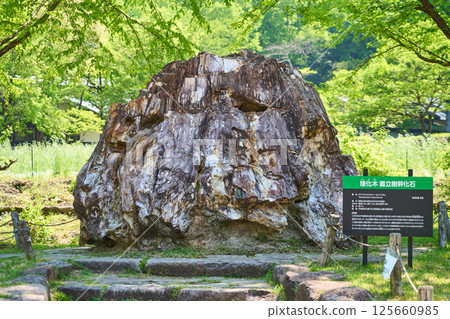 Petrified wood Petrified wood 125660985