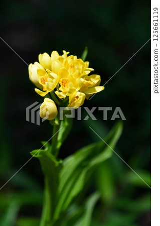 金蘭在森林地面上盛開黃色 125661119