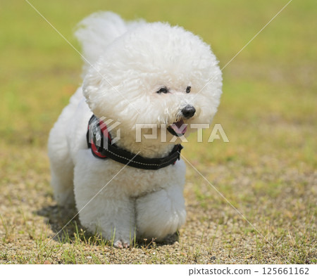 At the Mofukai 125661162