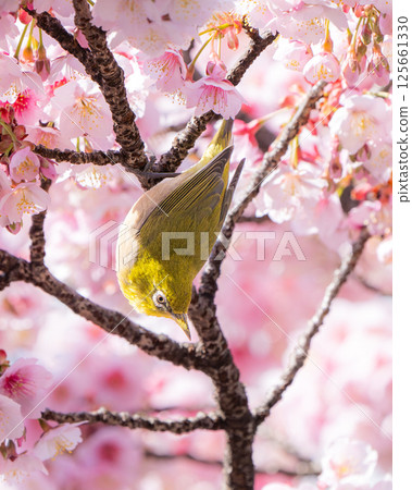 [Ryogokubashi East Park] A Japanese white-eye resting on a cherry blossom branch [Kanzakura] 125661330