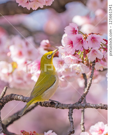 [兩國橋東公園] 停在櫻花枝上的繡眼鳥 [寒櫻] 125661341