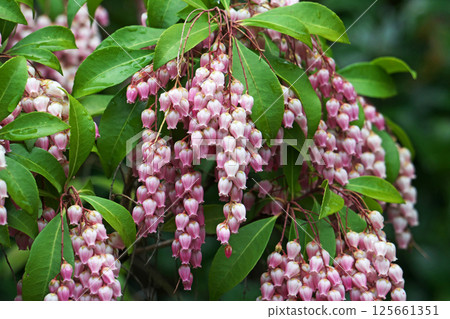 Pink Asebi flowers (spring, April) 125661351