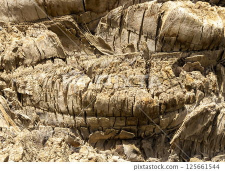 Detailed Texture of Palm Tree Bark. Closeup view of the textured patterned trunk of a tropical coconut palm tree. Close up of the tree trunk of a Date coconut Palm tree (Phoenix dactylifera) 125661544