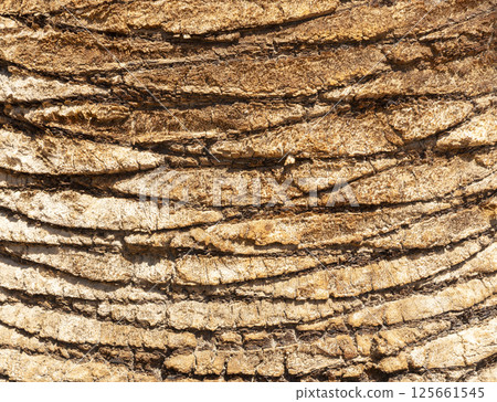 Detailed Texture of Palm Tree Bark. Closeup view of the textured patterned trunk of a tropical coconut palm tree. Close up of the tree trunk of a Date coconut Palm tree (Phoenix dactylifera) 125661545
