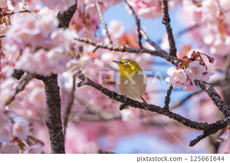 [Ryogokubashi East Park] A Japanese white-eye resting on a cherry blossom branch [Kanzakura] 125661644