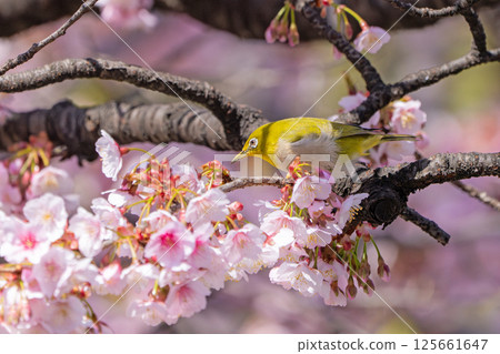 [兩國橋東公園] 停在櫻花枝上的繡眼鳥 [寒櫻] 125661647