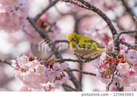 [Ryogokubashi East Park] A Japanese white-eye resting on a cherry blossom branch [Kanzakura] 125661663
