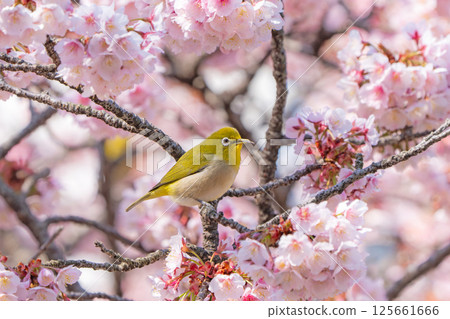[兩國橋東公園] 停在櫻花枝上的繡眼鳥 [寒櫻] 125661666