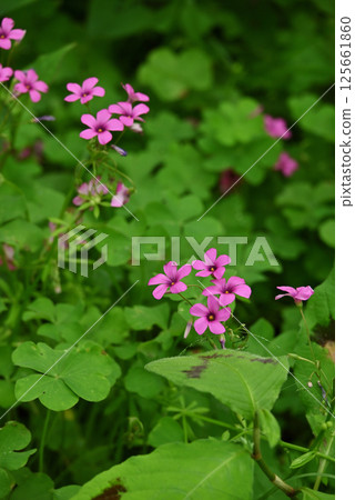 酢漿articulata 酢漿articulata 125661860