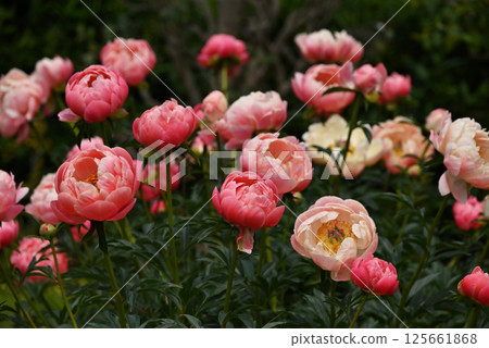 Pink peonies 125661868