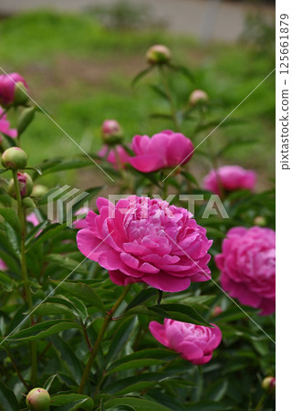 粉色牡丹 125661879