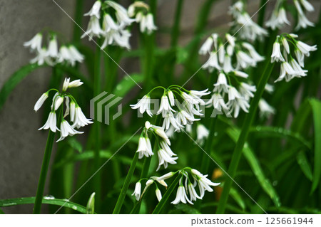 Green and white Allium triquetrum flowers (spring, April) 125661944