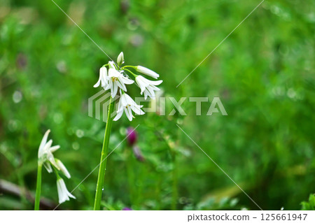 Green and white Allium triquetrum flowers (spring, April) Green and white Allium triquetrum flowers (spring, April) 125661947