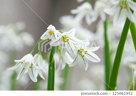 Green and white Allium triquetrum flowers (spring, April) 125661952