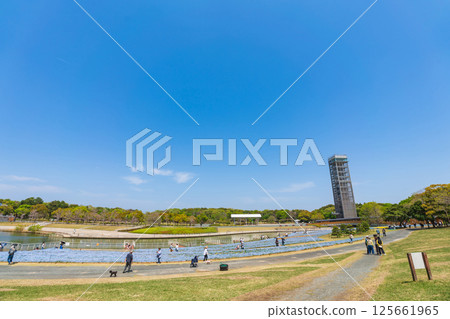 Spring at Lake Hamana Garden Park, nemophila in full bloom (Hamamatsu City, Shizuoka Prefecture) 125661965