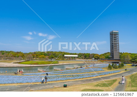 Spring at Lake Hamana Garden Park, nemophila in full bloom (Hamamatsu City, Shizuoka Prefecture) Spring at Lake Hamana Garden Park, nemophila in full bloom (Hamamatsu City, Shizuoka Prefecture) 125661967