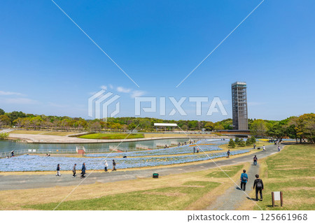 Spring at Lake Hamana Garden Park, nemophila in full bloom (Hamamatsu City, Shizuoka Prefecture) 125661968